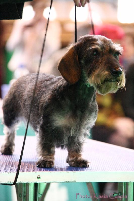 Crufts2011_2 1547.jpg